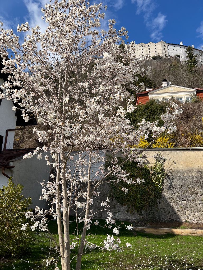 Dieter Mann Garten Brunnhausgasse